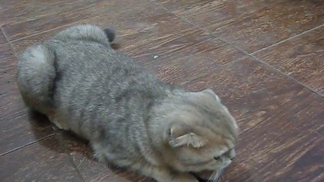 Наша кошка Дуня (скоттиш фолд) загуляла. смотреть онлайн