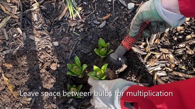 Hyacinth, Spring Transplant, February 26