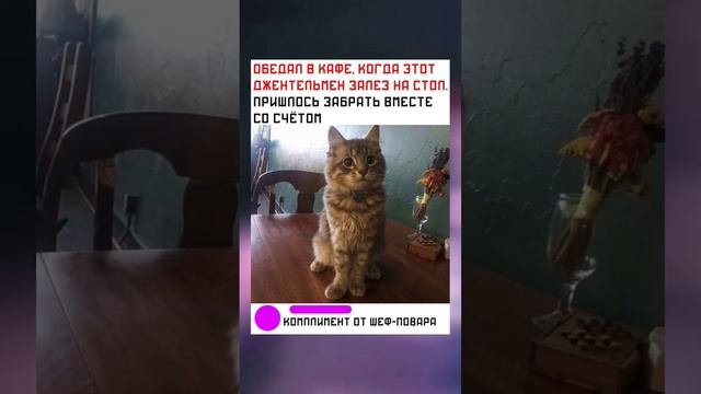 #short #shorts #мем #мемы #прикол #юмор #funny (28) смотреть онлайн