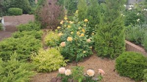 Розы Цикламен Пьер де Ронсар, Канделайт, Шерлок Холмс