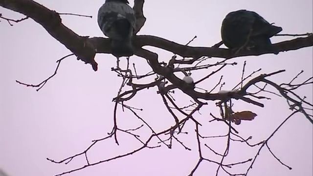 Петербург без соли смотреть онлайн