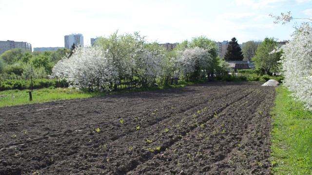 Цветущая вишня. смотреть онлайн