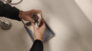 КАК КУПАТЬ КРЫСУ. КАК МЫТЬ КРЫСУ ДАМБО. ? Влог#48 dumbo rat wash