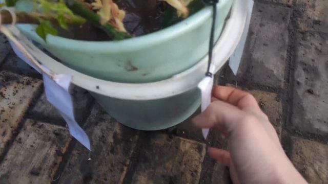 УРА, Весна! Первые Работы в САДУ  / Посадка РОЗ Весной