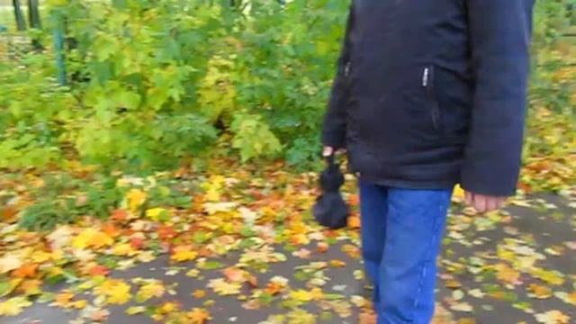 Осенний листопад. Чебоксары. 7 октября 2017