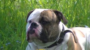 Американский бульдог Брайс #americanbulldog #американскийбульдог