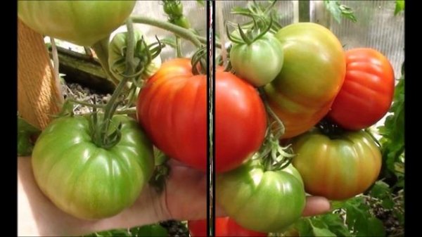 Томат Сарра (Франция)