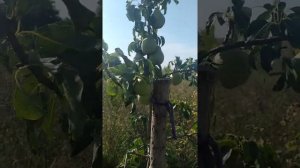 груша « Просто Мария», осенняя звезда белорусской селекции!