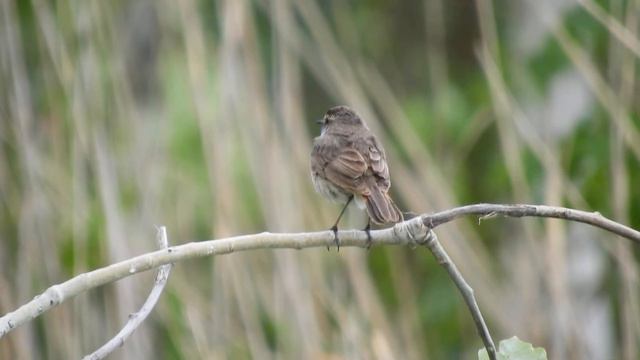Биосфера. Варакушка поёт. Плохая погода. Ветер и дождик не препятствие для выступления!.. смотреть онлайн