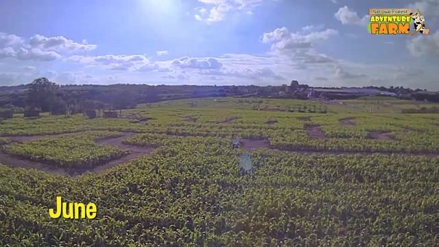 Maize Maze Timelapse смотреть онлайн
