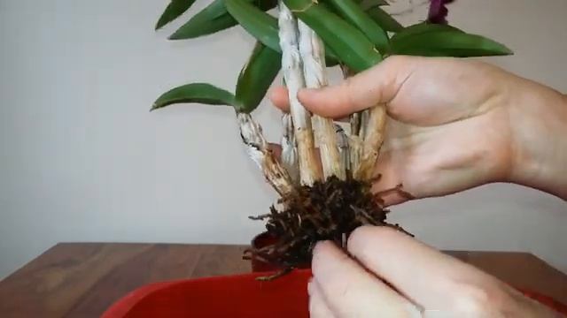 Rotten Roots On Sa Nook Dendrobium