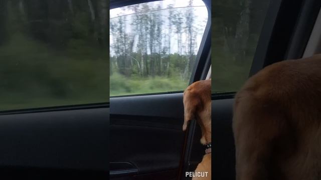 Спешите жить......