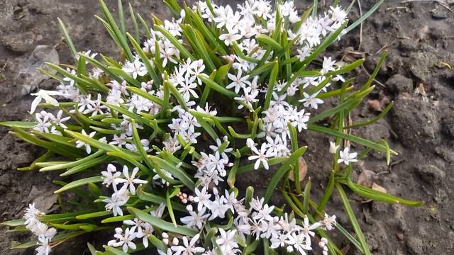 Сцилла Розеа . Scilla Rosea . Пролеска .