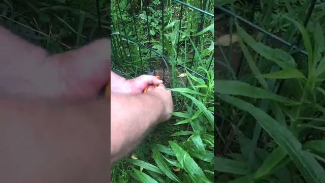 Кто-то слишком много ест) ? смотреть онлайн