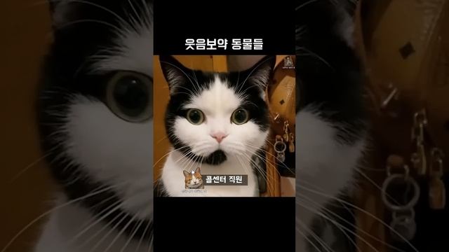 Смотреть всемь! коты, собаки) смотреть онлайн