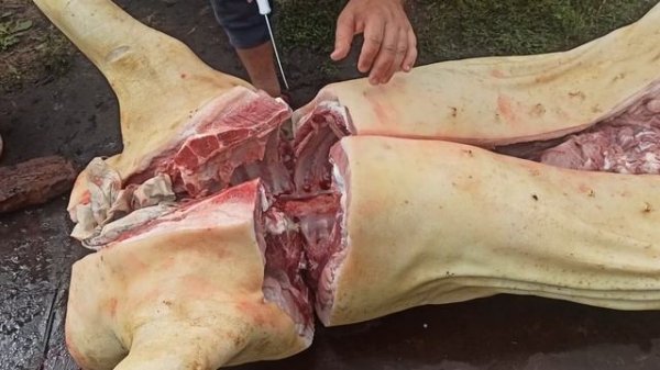 Выгодный разруб свиной туши. Свиноводство.