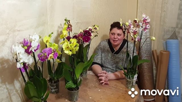 Обзор орхидей на базе JMP#Розыгрыш шикарной орхидеи "ФРОНТЕРА" смотреть онлайн