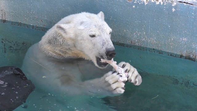 オモチャよりも牛骨が気になる💗ホウちゃん嚙む力が半端ない【天王寺動物園】 смотреть онлайн