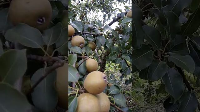 Груша Белорусская Поздняя. смотреть онлайн