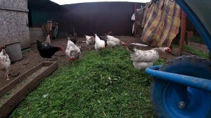 Косим траву !газонокосилка или триммер?