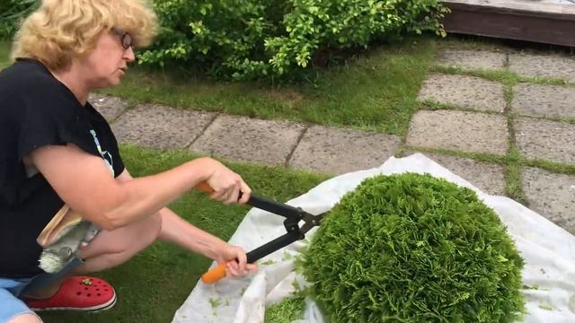 Стрижка туи в форме сферы смотреть онлайн