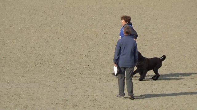 2023 IGP CACT Russia 65 Елена Чернова и Ольда (Ризеншнауцер) В74 смотреть онлайн