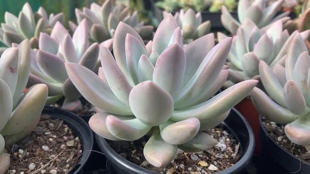Graptoveria Opalina Quick Overview & Care Tips