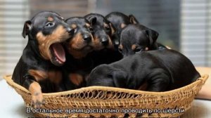 Манчестер-терьер: описание английской породы собак