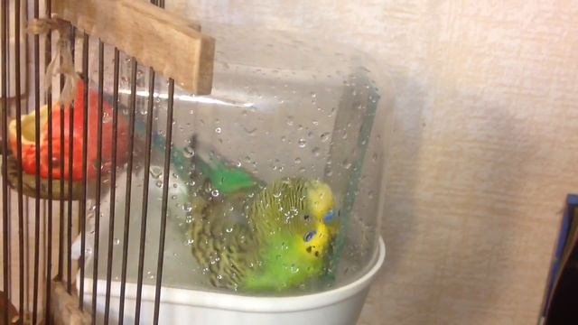 Наши водные процедуры? Как купаются волнистые попугаи?? смотреть онлайн