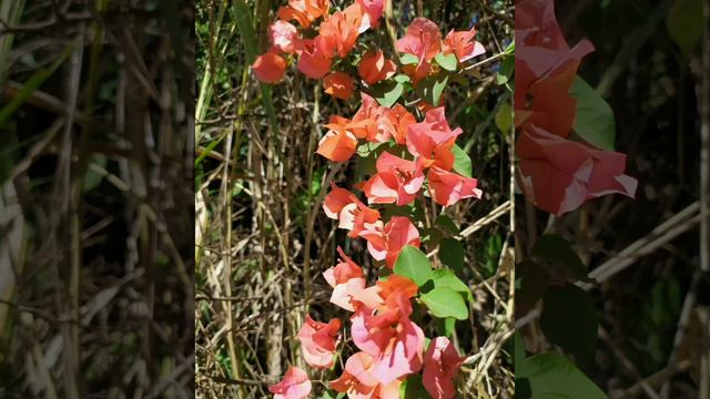 24 VARIEDADES DE BOUGAINVILLEAS смотреть онлайн