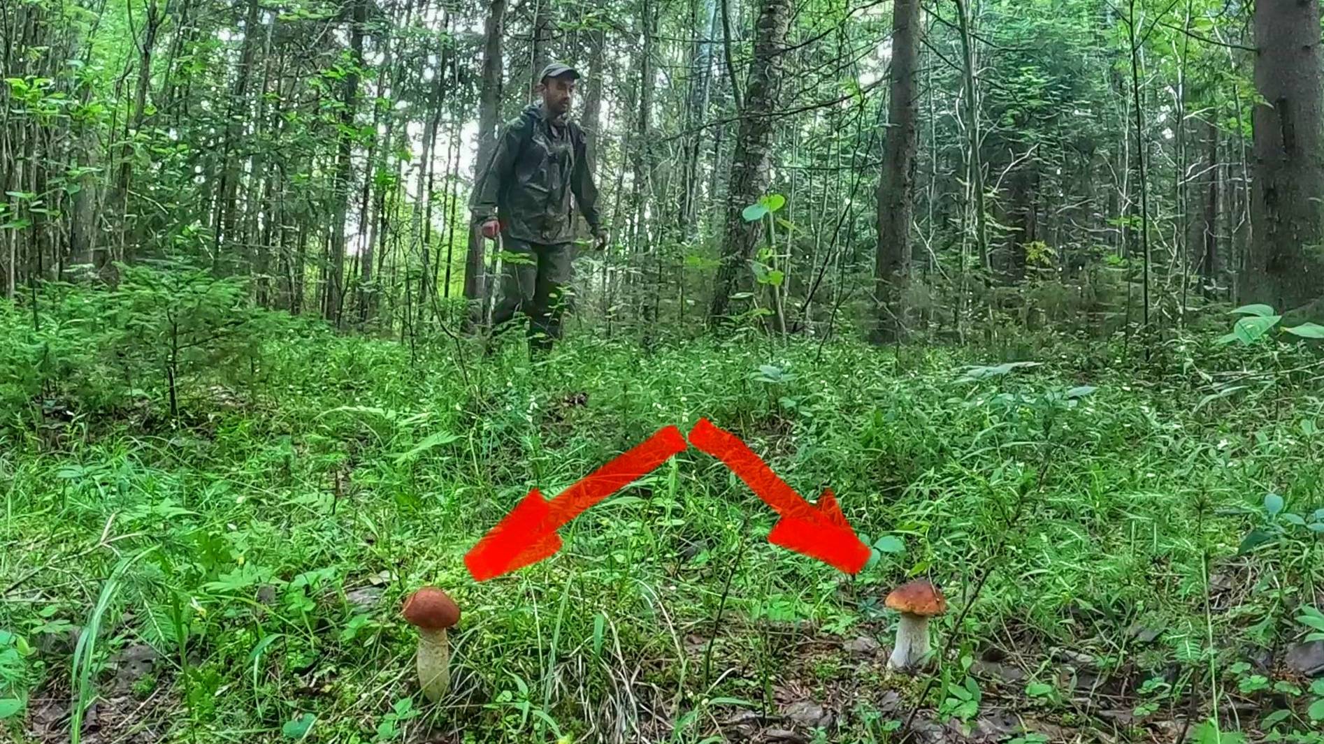 Тихая охота по старым местам любимого леса. Подосиновики и белые грибы растут бок о бок. Грибы 2024. смотреть онлайн