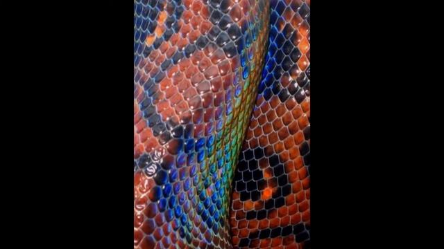 РЕПТИЛИИ: питоны, черепахи и удавы на съемку - 8 916 - 702-1108 смотреть онлайн