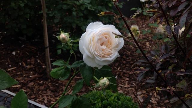 Rose Sebastian Kneipp | Kordes | Rosenvideo | Gartenfein [HD]