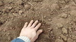 Трава КОСТЁР. Посев на сено