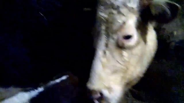 Новорожденные телята казахской белоголовой породы. Сельский обед смотреть онлайн