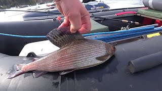 АНГАРА. АПРЕЛЬ. Рыбы нет! смотреть онлайн