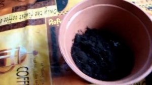 Как пересадить пальму Хамедорею изящную/Хамедорея пересадка после покупки/Hamedorae Elegance