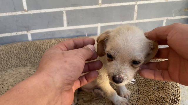 That Abandoned Puppy Is Nearly Starved To Death, It's Just So Sad.