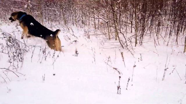 Merry Christmas 2023 from Central Asian Shepherd dog?Католическое рождество 2023!✨ смотреть онлайн