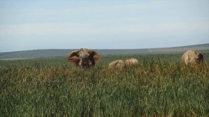 Elephants Animals Collection in 8K TV HDR 60FPS ULTRA HD