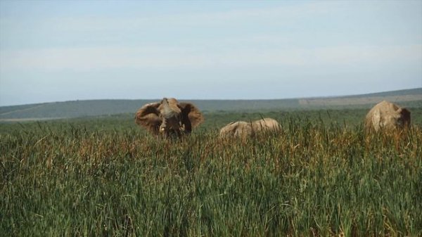 Elephants Animals Collection in 8K TV HDR 60FPS ULTRA HD