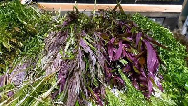 К нам приехали растения... смотреть онлайн