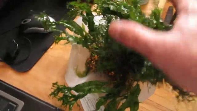 Aquarium plant windelov java fern growth смотреть онлайн