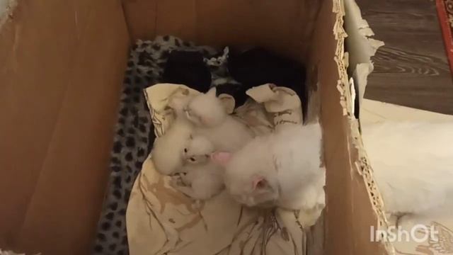 Она своих бросила ? Пошла на гулянку ? Побежали с Тимофеем на танцульки смотреть онлайн