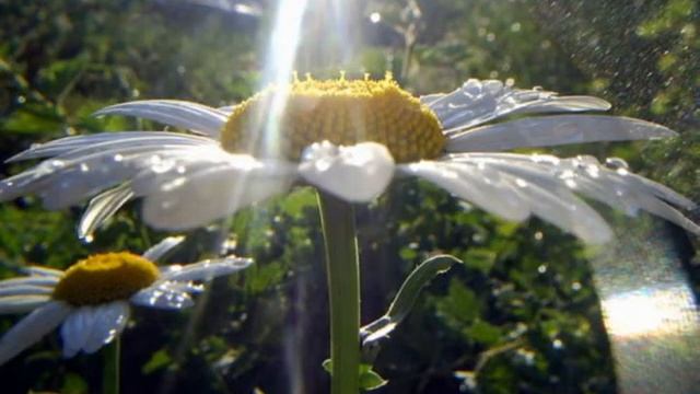 Игорь Доманов НА ОКНЕ РЕШЁТКИ смотреть онлайн