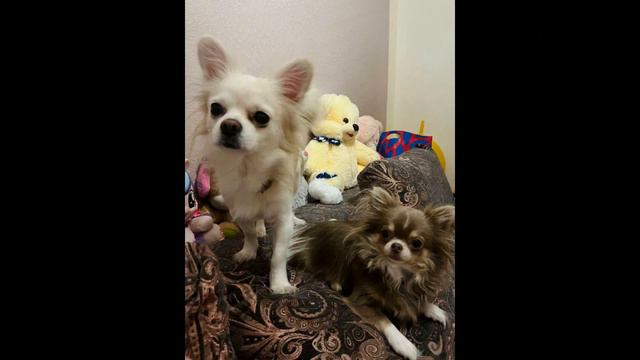 Песенка Про ЧихуаХуа смотреть онлайн