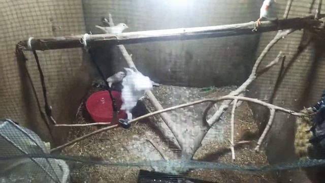 АМАДИНКА смотреть онлайн