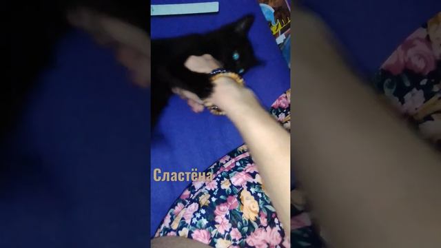 Игры кошек смотреть онлайн