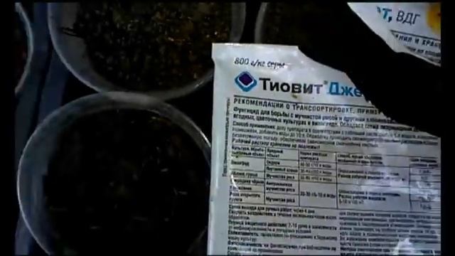 Клубника: мучнистая роса - чем обработать. смотреть онлайн