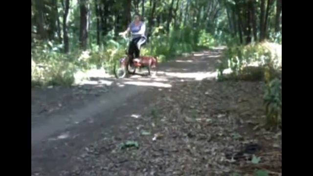 Прогулка в лесу на трёхколёсном взрослом велосипеде. смотреть онлайн
